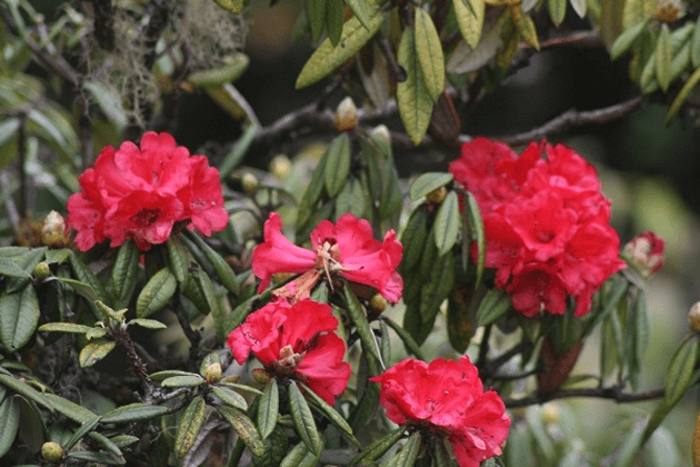 chin-hills-and-mt-victoria